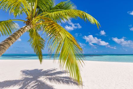 Tropical Paradise Beach — 100-piece jigsaw puzzle