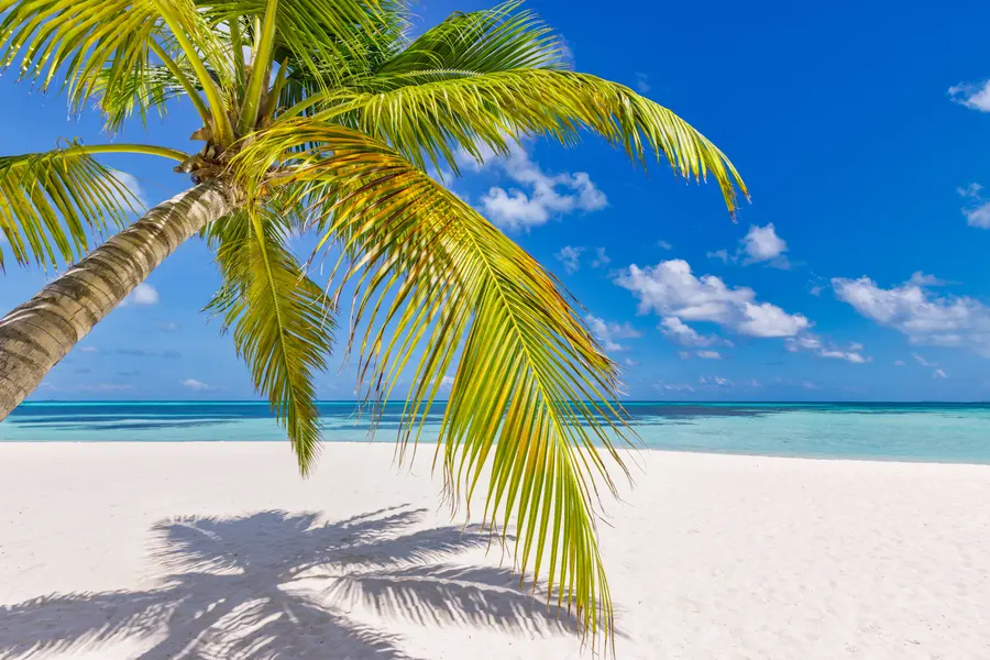 Tropical Paradise Beach — 100-piece jigsaw puzzle