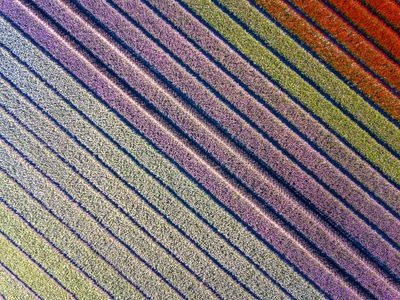 Colorful Flower Fields — 100-piece jigsaw puzzle