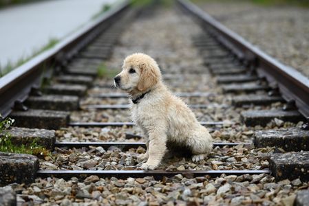 Puppy on Tracks — 100-piece jigsaw puzzle