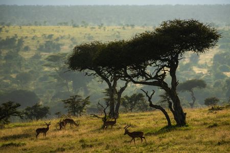 Serengeti Serenity — 300-piece jigsaw puzzle