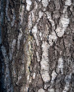 Textured Tree Bark — 300-piece jigsaw puzzle