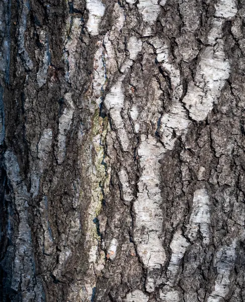 Corteza de árbol texturizada — rompecabezas de 300 piezas