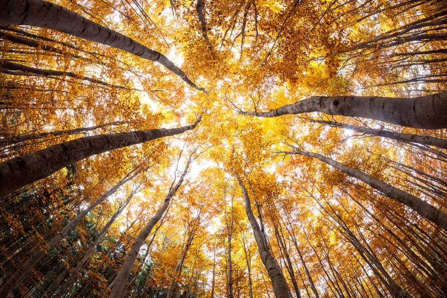 Golden Forest Canopy — 150-piece jigsaw puzzle