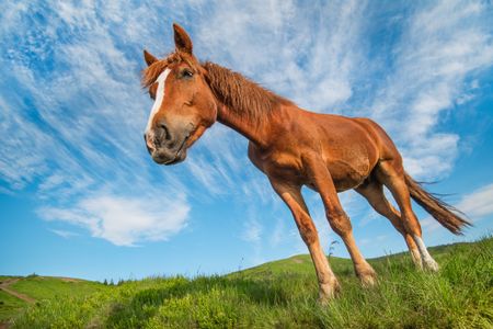 Majestic Meadow Horse — 100-piece jigsaw puzzle