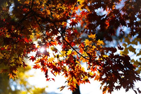 Autumn Sunlight Dance — 100-piece jigsaw puzzle