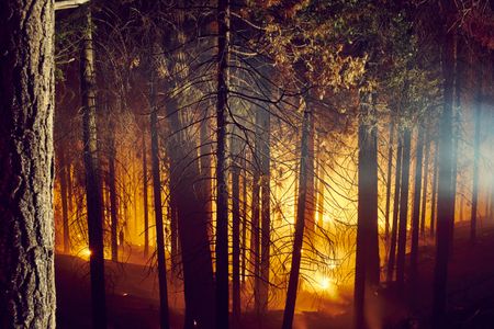Forest Ablaze — 100-piece jigsaw puzzle