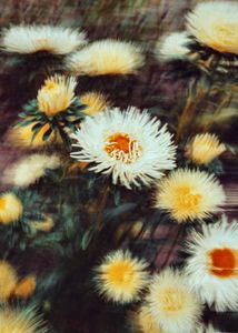 Dreamy Blossoms — 500-piece jigsaw puzzle