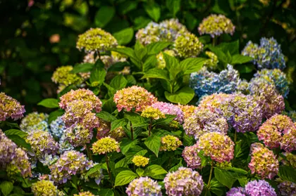 Hydrangea Blossom Symphony — 100-piece jigsaw puzzle