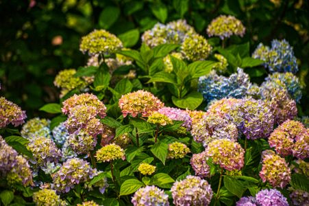 Hydrangea Blossom Symphony — 100-piece jigsaw puzzle