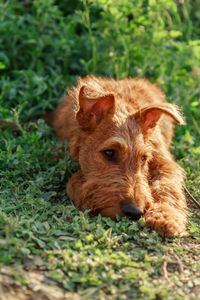 Relaxed Canine in Sunlight — 200-piece jigsaw puzzle