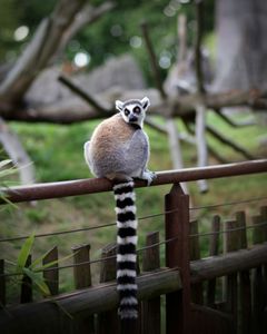 Curious Lemur Gaze — 300-piece jigsaw puzzle