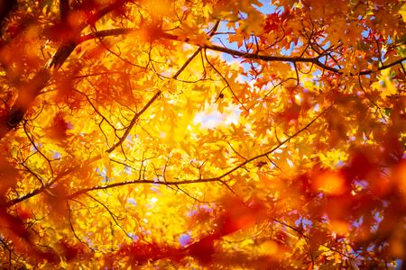 Canopée dorée d'automne — puzzle de 300 pièces