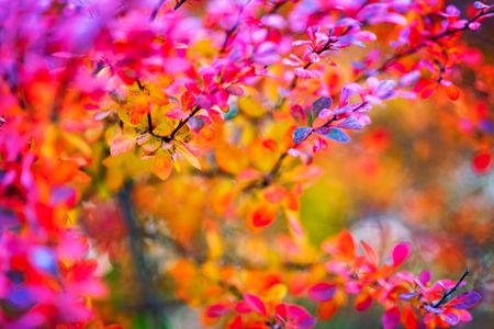 Vibrant Autumn Leaves — 200-piece jigsaw puzzle