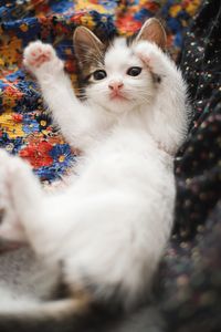 Playful Kitten Pose — 500-piece jigsaw puzzle
