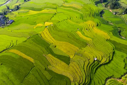 Verdant Terraced Fields — 150-piece jigsaw puzzle