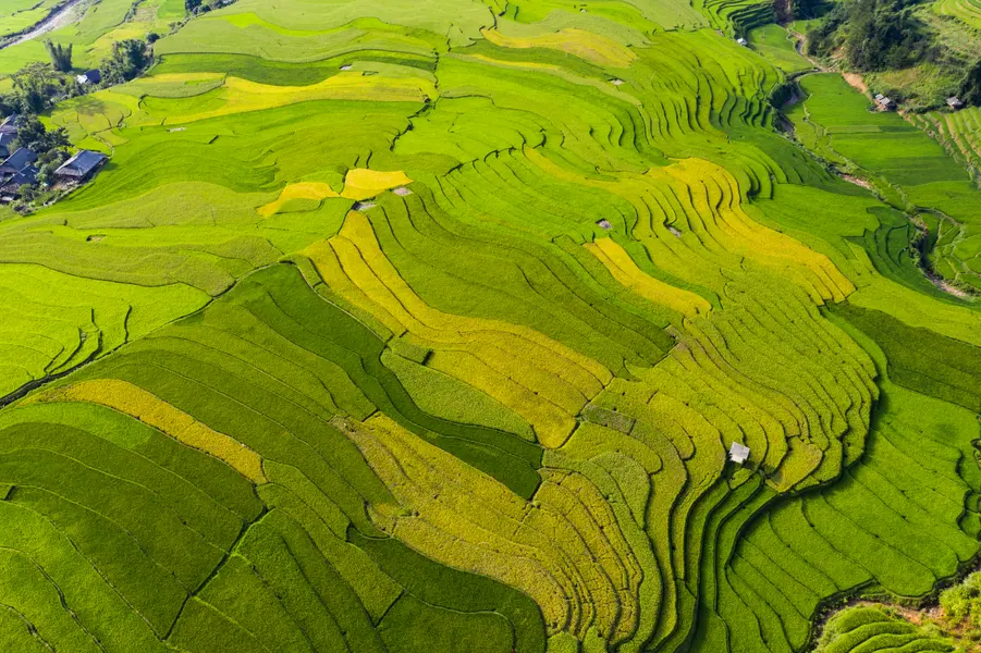 Verdant Terraced Fields — 150-piece jigsaw puzzle