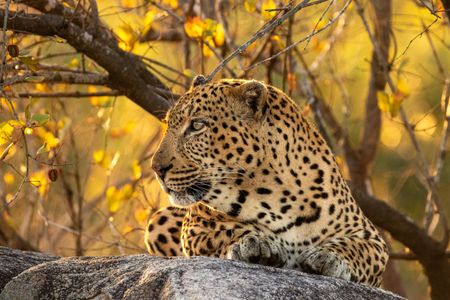 Leopard in Sunlit Forest — 400-piece jigsaw puzzle
