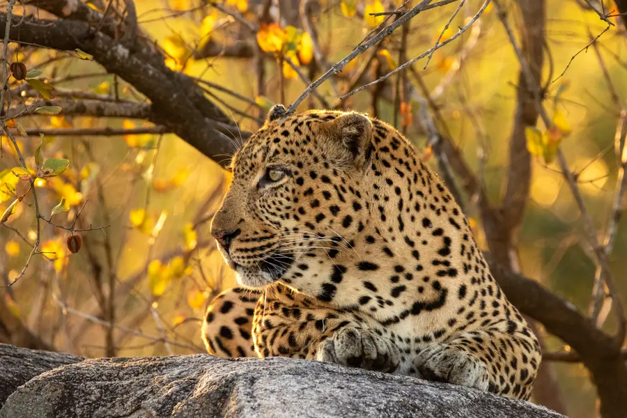 Leopard in Sunlit Forest — 400-piece jigsaw puzzle