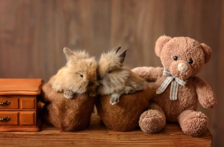 Cozy Companions — 100-piece jigsaw puzzle