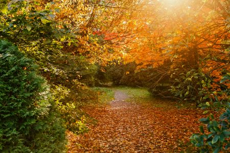 Golden Autumn Pathway — 300-piece jigsaw puzzle