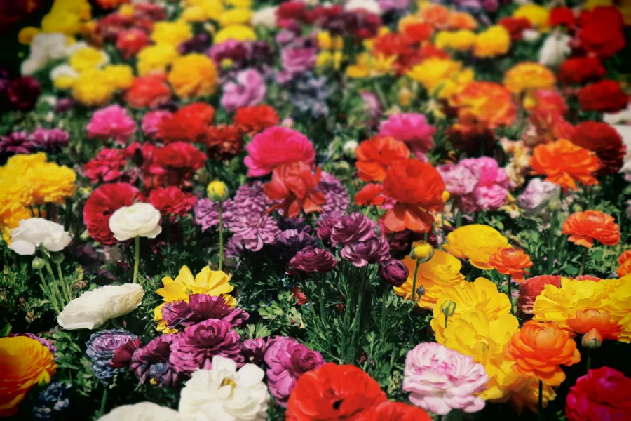 Radiant Floral Symphony — 200-piece jigsaw puzzle