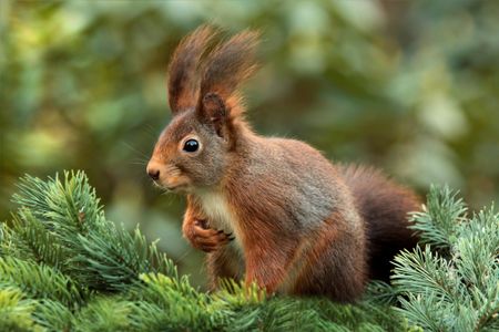 Squirrel Among Pines — 100-piece jigsaw puzzle