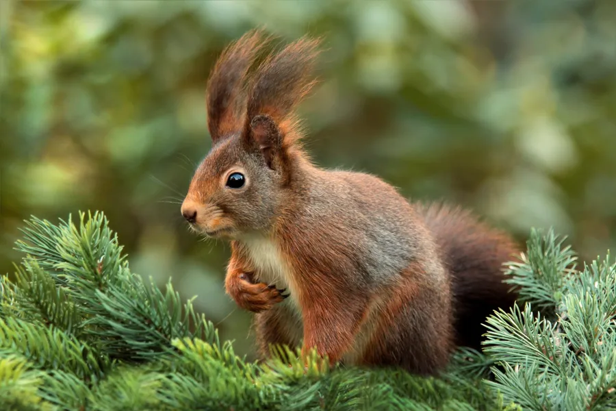 Squirrel Among Pines — 100-piece jigsaw puzzle