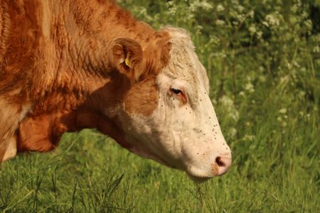 Peaceful Grazing Cow — 64-piece jigsaw puzzle