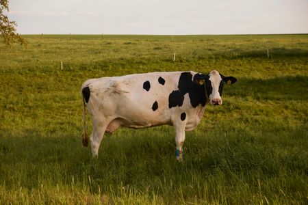 Grazing Cow Serenity — 400-piece jigsaw puzzle