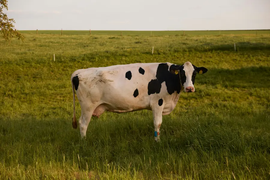 Grazing Cow Serenity — 400-piece jigsaw puzzle