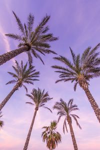 Palm Trees at Dusk — 400-piece jigsaw puzzle