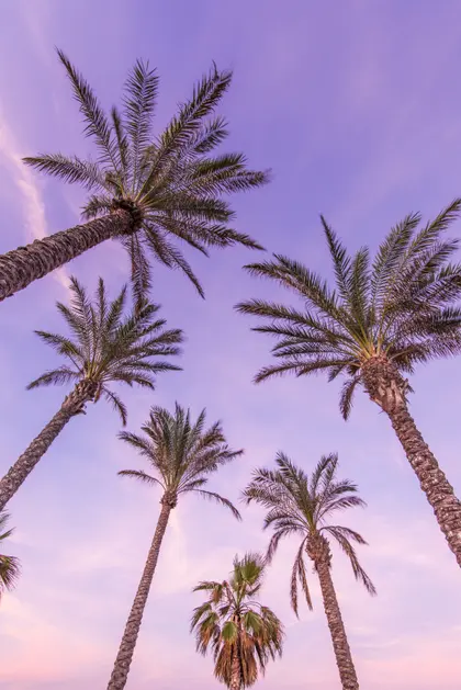 Palm Trees at Dusk — 400-piece jigsaw puzzle
