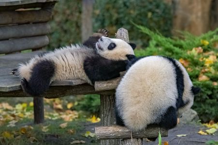 Playful Panda Cubs — 500-piece jigsaw puzzle