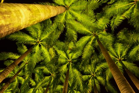 Palm Trees at Night — 64-piece jigsaw puzzle