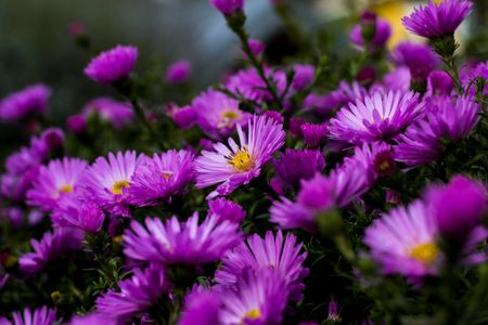 Purple Blossom Symphony — 500-piece jigsaw puzzle