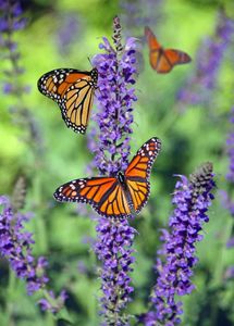 Butterflies on Lavender — 400-piece jigsaw puzzle