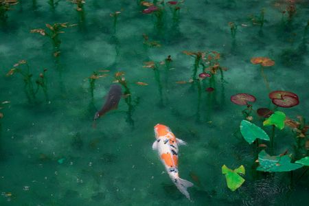 Serene Koi Pond — 300-piece jigsaw puzzle