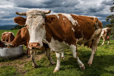 Grazing Cows in Meadow — 100-piece jigsaw puzzle