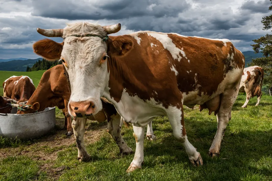 Grazing Cows in Meadow — 100-piece jigsaw puzzle