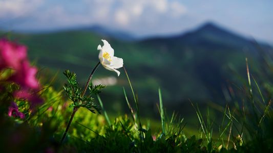 Solitary Mountain Blossom — 100-piece jigsaw puzzle