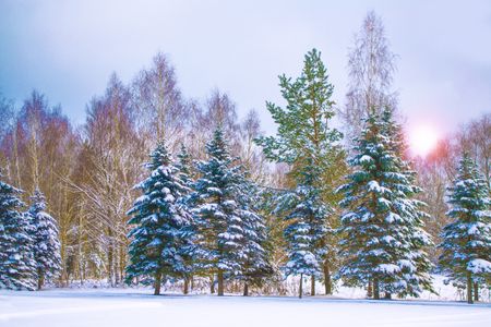 Winter Sunlit Forest — 200-piece jigsaw puzzle