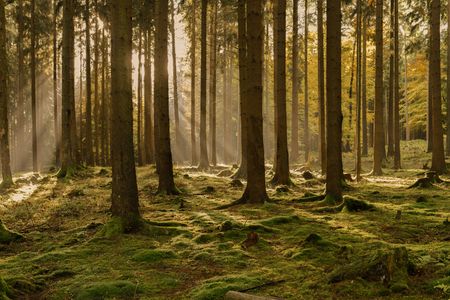 Sunlit Forest Symphony — 100-piece jigsaw puzzle