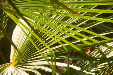 Interwoven Palm Patterns — 200-piece jigsaw puzzle