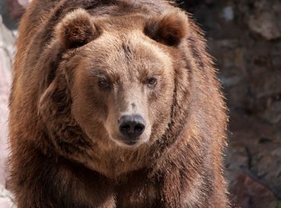 Majestic Brown Bear — 200-piece jigsaw puzzle