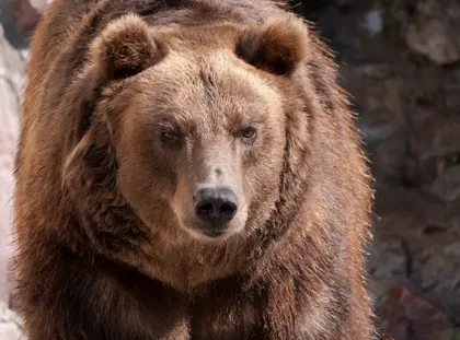 Majestic Brown Bear — 200-piece jigsaw puzzle