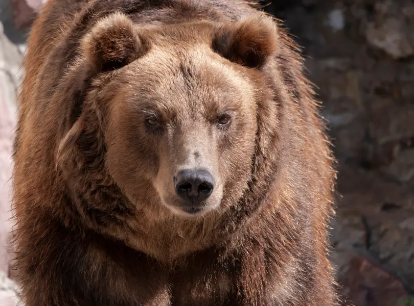 Majestic Brown Bear — 200-piece jigsaw puzzle
