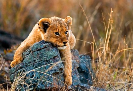 Lion Cub's Rest — 200-piece jigsaw puzzle