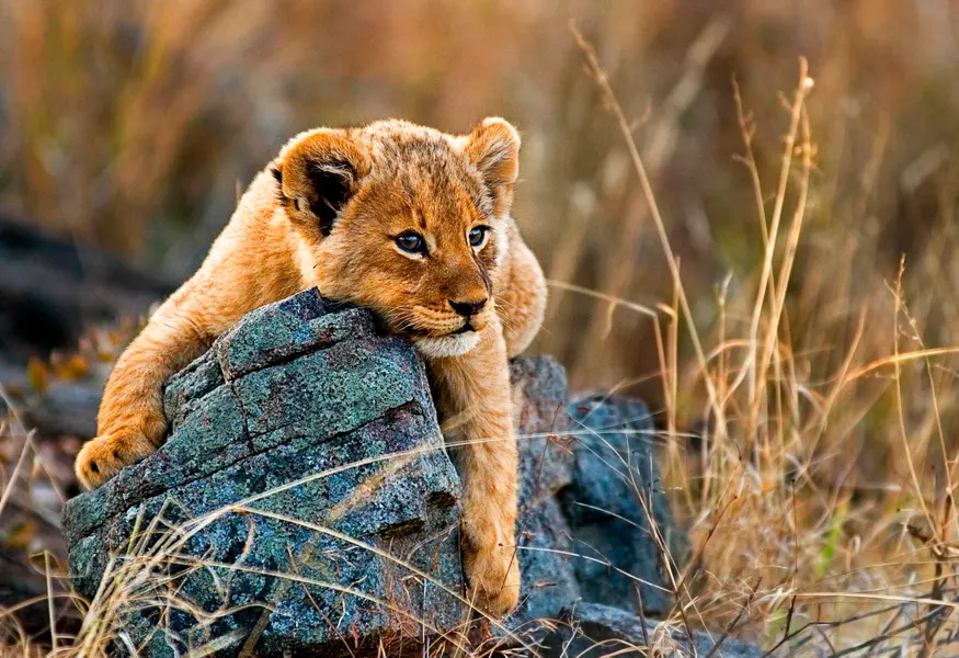 Lion Cub's Rest — 200-piece jigsaw puzzle