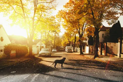 Autumn Street Stroll — 300-piece jigsaw puzzle